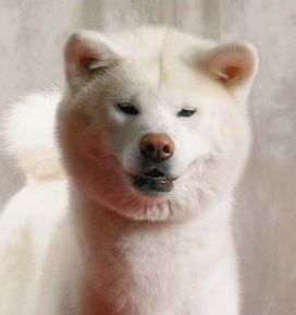canil de akita