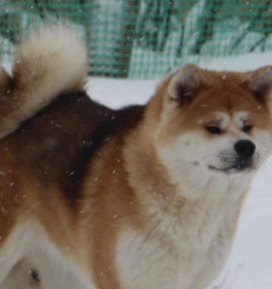 canil de akita