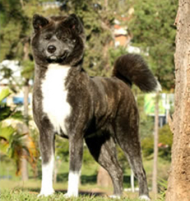 canil de akita