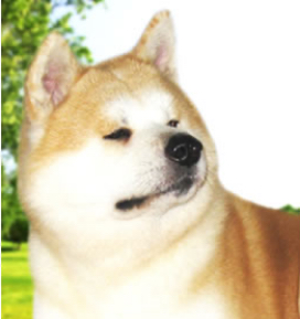 canil de akita
