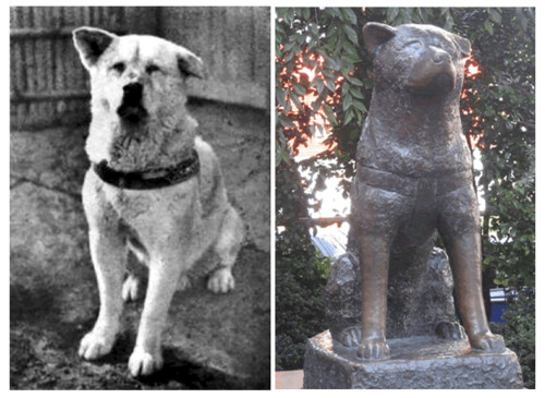 Hackiko filhote de akita