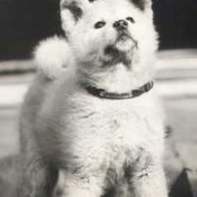 Hackiko filhote de Akita