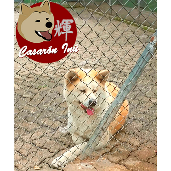 Filhote de Akita