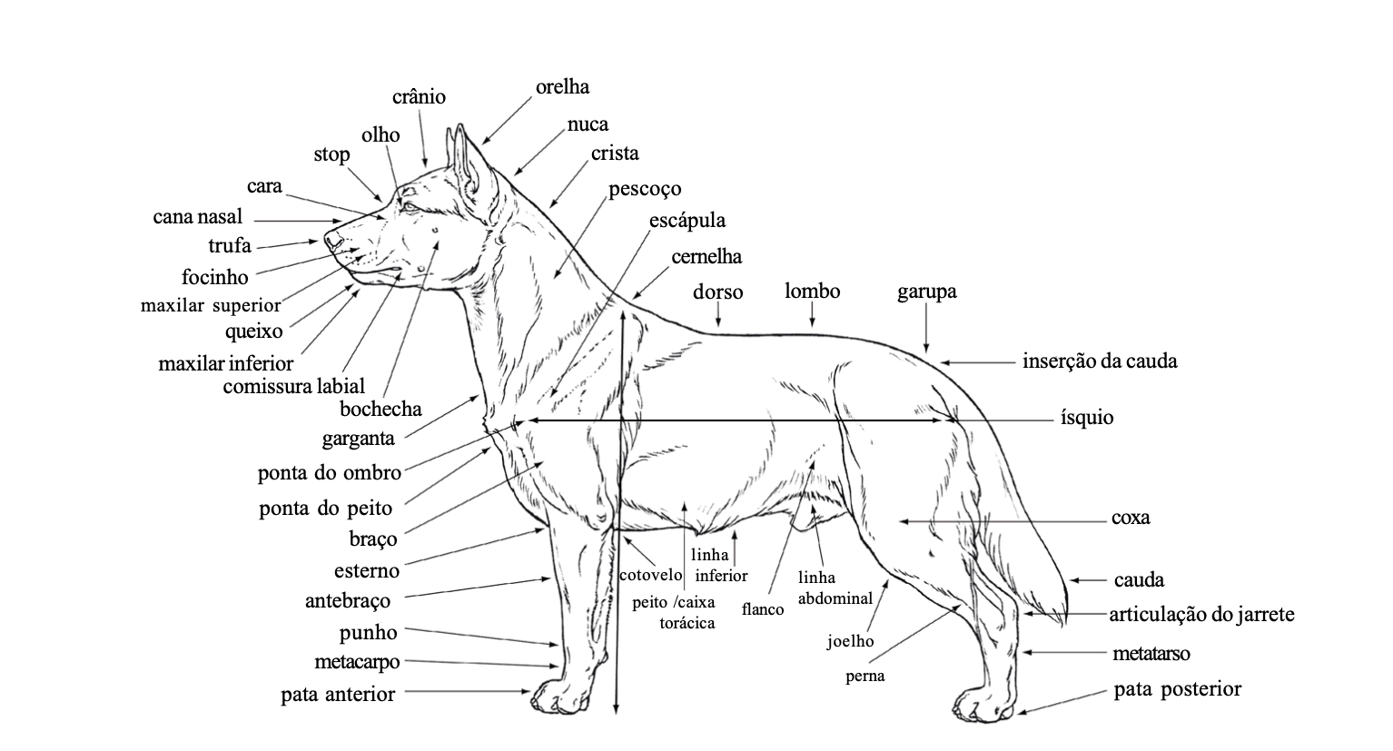 Canil de Akita
