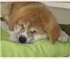 Filhote de Akita