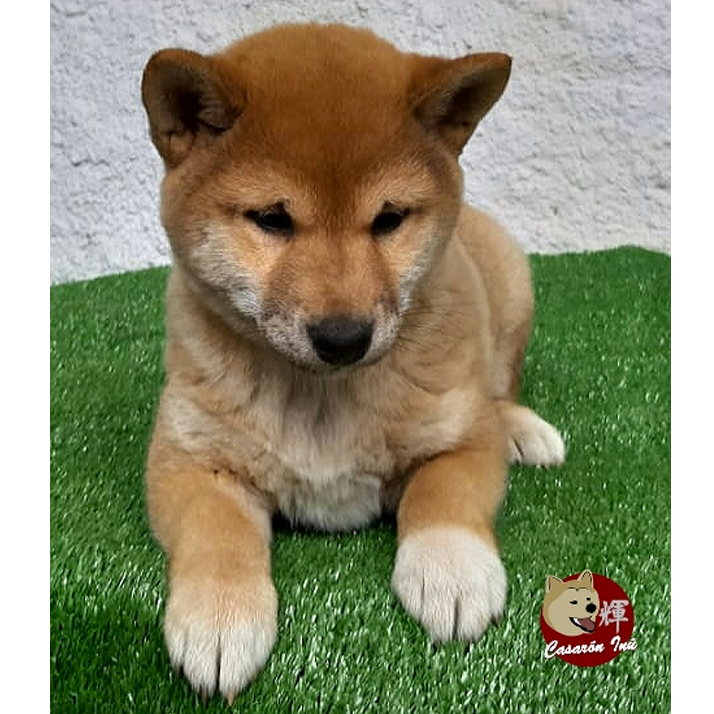 Filhote de Akita