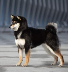 canil de akita