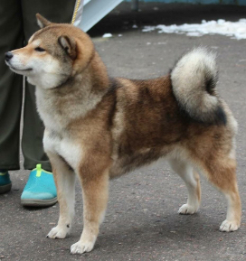 canil de akita