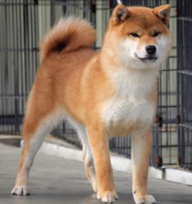 canil de akita
